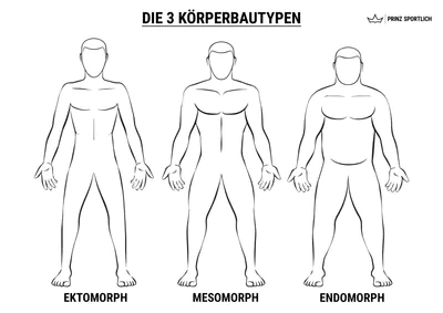 Körpertypen endomorph mesomorph ektomorph